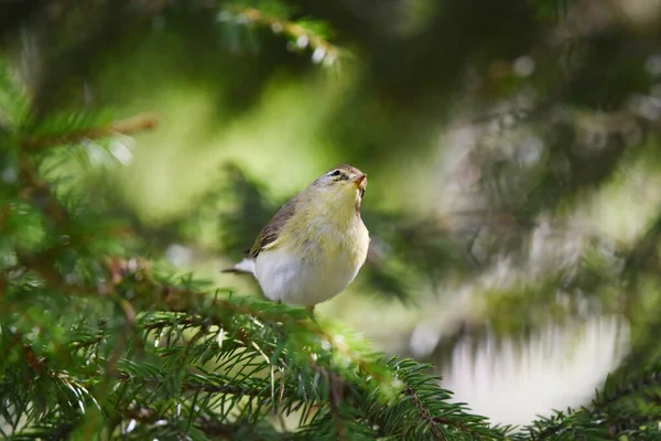 Willow Warbler Phylloscopus Trochilus Searching Food Forest Spring — 스톡 사진