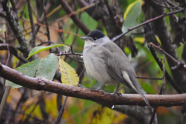 stock image Blackcap (Sylvia atricapilla) male in the rain sitting in bush in fall.