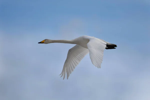 İlkbaharda gökyüzünde uçan Kuğu (Cygnus cygnus).