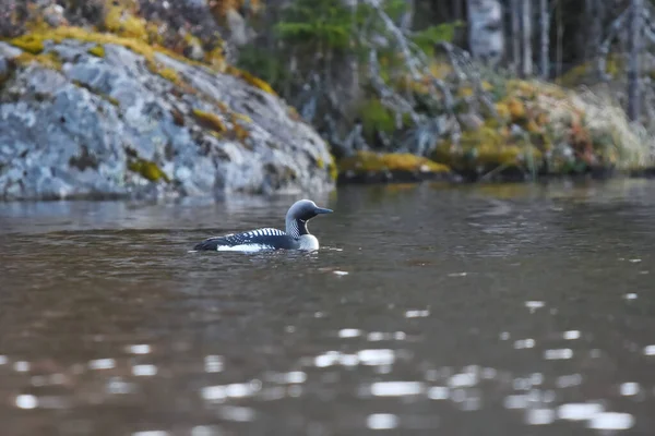 stock image Black-throated loon (Gavia arctica) swimming in a lake in spring.