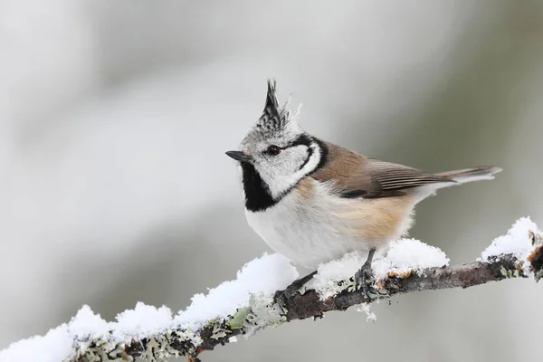 European Crested Tit Lophophanes Cristatus Sitting Snowy Branch Forest Winter — Stock Photo, Image