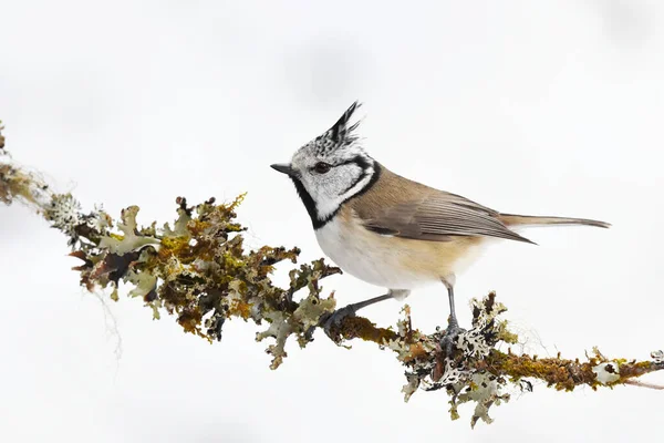 European Crested Tit Lophophanes Cristatus Perched Mossy Branch Winter — Foto Stock