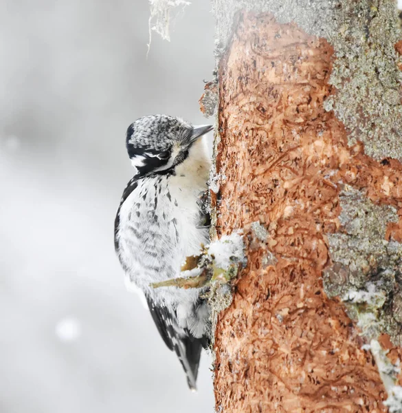冬の雪の中で ユーラシアの3本足のキツツキ 三畳紀ピコイド の雌が森の中で餌を与えている — ストック写真