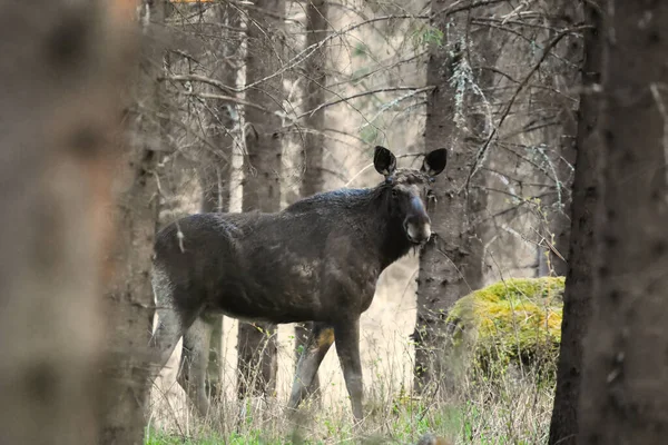 Moose Alce Alces Alces Toro Senza Corna Nella Foresta Primavera — Foto Stock