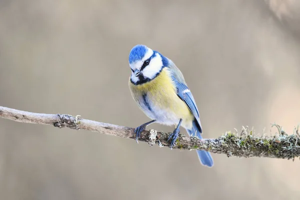 Eurasian Blue Tit Cyanistes Caeruleus Sitting Branch Forest Early Spring — Stock Photo, Image