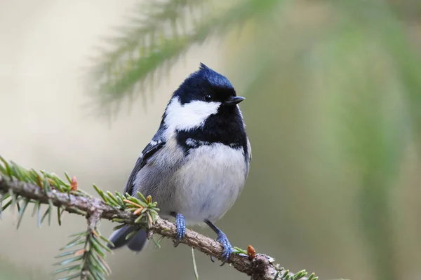 Coal Tit Periparus Ater Sitting Spruce Branch Forest Winter — Stock Fotó