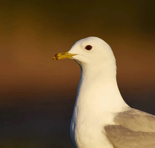 stock image Common Gull (Larus canus) closeup in spring.