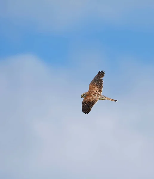 Cernícalo Común Falco Tinnunculus Volando Cielo Verano — Foto de Stock