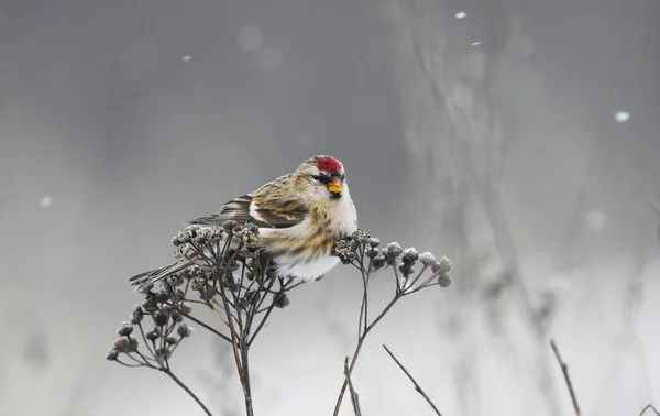 Rotkehlchen Acanthis Flammea Ernährt Sich Bei Leichtem Schneefall Winter Von — Stockfoto