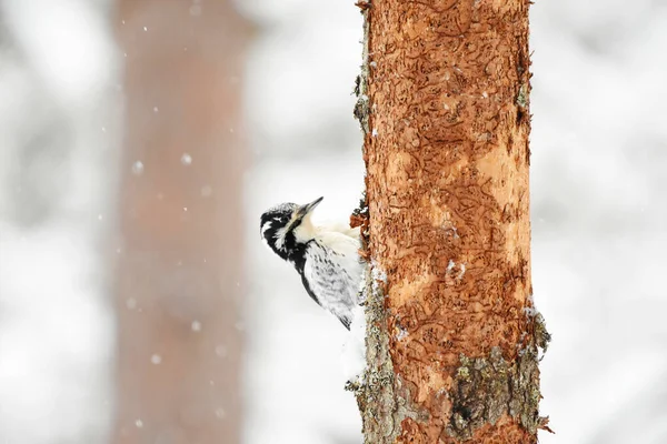 Евріазький Трипкий Дятел Picoides Tridactylus Жінка Лісі Під Час Снігопаду — стокове фото