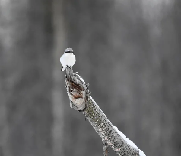 Μεγάλη Γκρίζα Γαρίδα Lanius Excubitor Σκαρφαλωμένη Ένα Χιονισμένο Κλαδί Χειμώνα — Φωτογραφία Αρχείου