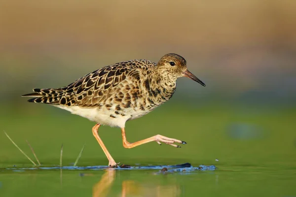 Ruff (Calidris pugnax) yazın sulak alanlarda yürüyen dişi..