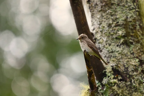 Spotted Flycatcher Muscicapa Striata Forest Autumn — Stock Photo, Image