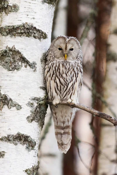 Ural baykuş (Strix uralensis) sonbaharda ormanda bir huş dalında dinlenir..