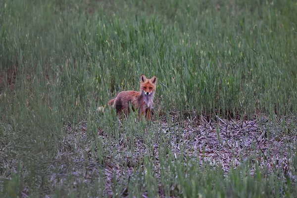夏の夕暮れ時に葦の中を歩く赤狐 — ストック写真
