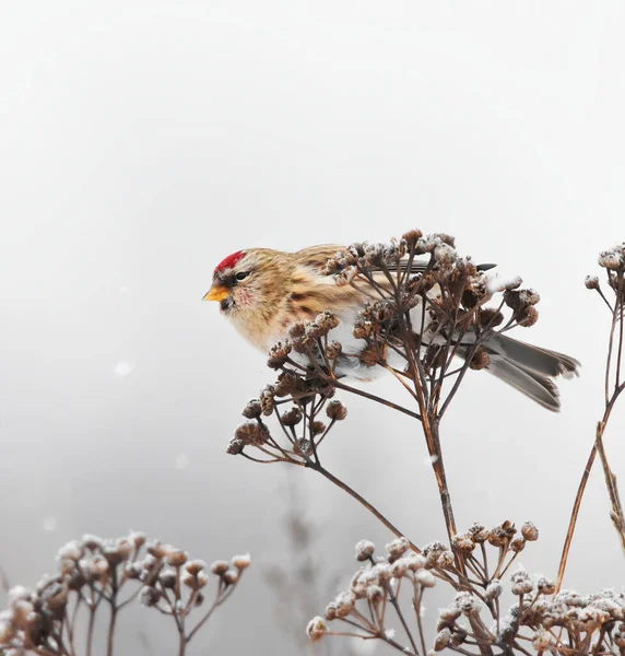 Redpoll Comum Acanthis Flammea Alimentando Sementes Tansy Queda Neve Inverno — Fotografia de Stock
