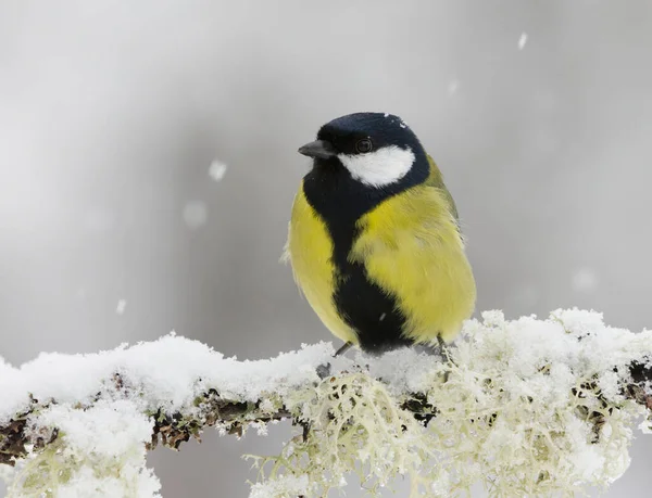 Great Tit Parus Major Sitting Snowy Branch Sowfall Winter — Photo