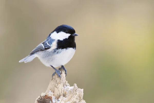 Coal Tit Periparus Ater Forest Winter — Stockfoto