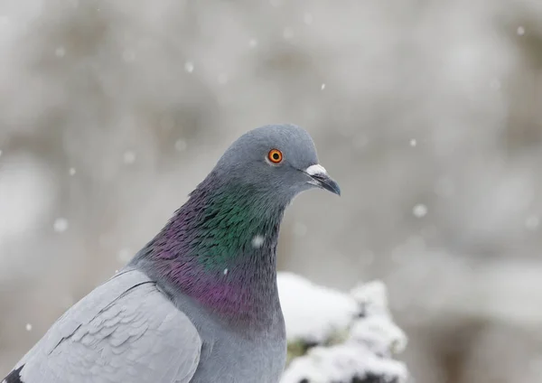 Domestic Pigeon Columba Livia Domestica Closeup Snowfall Winter — Stock Photo, Image