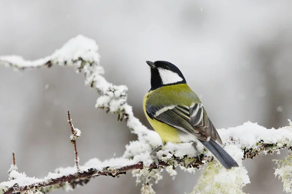 Great Tit Parus Major Sitting Snowy Branch Sowfall Winter — Stock Photo, Image