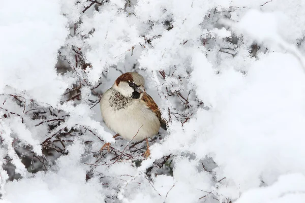 House Sparrow Passer Domesticus Male Snowy Bush Winter — Stock Photo, Image