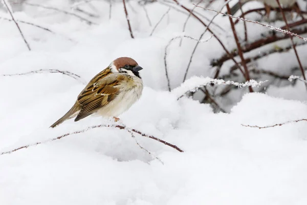 Eurasian Tree Sparrow Passer Montanus Sitting Branch Snowy Bush Winter — Stock Photo, Image