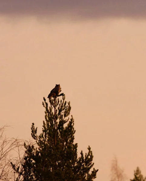 Євразійський Орел Bubo Bubo Сидів Вершечку Дерева Взимку — стокове фото