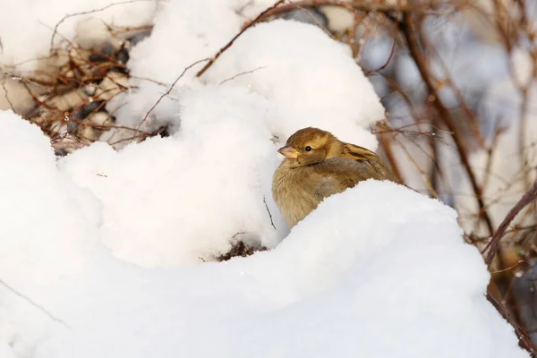 Haussperling Passer Domesticus Weibchen Verschneiten Busch Winter — Stockfoto