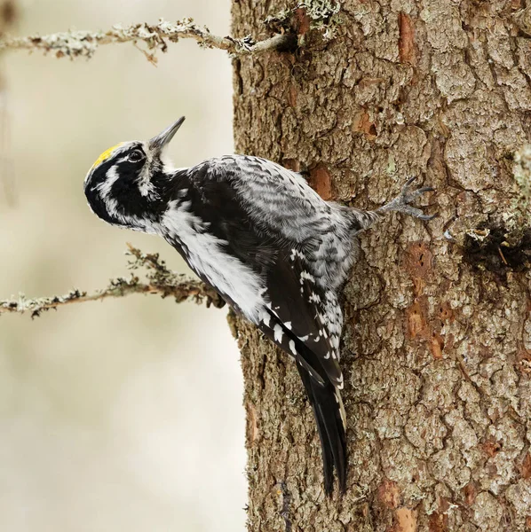 Eurasian Three Toed Woodpecker Picoides Tridactylus Male Looking Food Spring — Stock Photo, Image
