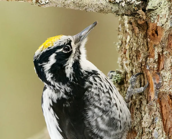 Eurasian Three Toed Woodpecker Picoides Tridactylus Male Close Looking Food — Stock Photo, Image