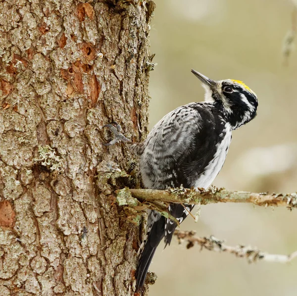 Eurasian Three Toed Woodpecker Picoides Tridactylus Male Looking Food Spring — Stock Photo, Image