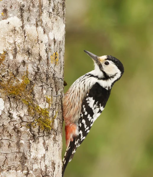 White Backed Woodpecker Dendrocopos Leucotos Feamle Forest Searching Food Early — Stock Photo, Image