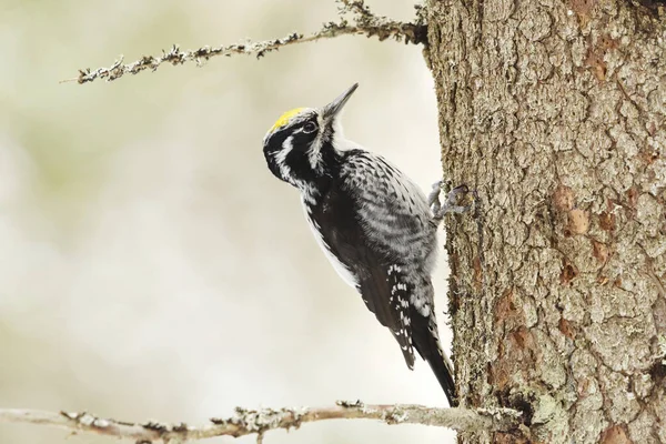 Eurasian Three Toed Woodpecker Picoides Tridactylus Male Looking Food Spruce — Stock Photo, Image