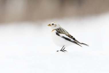 İlkbaharın başında karda duran kar kirazları (Plectrophenax nivalis).