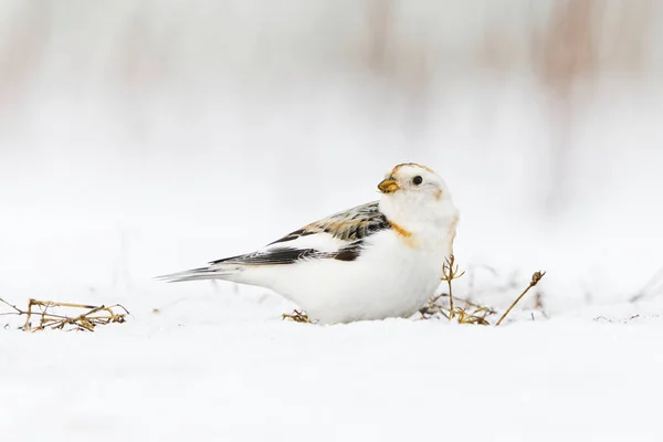 Snow bunting (Plectrophenax nivalis) sitting in the snow in early spring.
