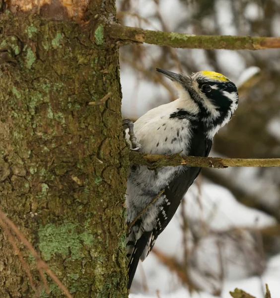 Eurasian Three Toed Woodpecker Picoides Tridactylus Male Forest Looking Food — Stock Photo, Image