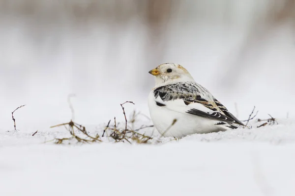 Kar Kiraz Kuşu Plectrophenax Nivalis Ilkbaharın Başında Karda Oturur — Stok fotoğraf