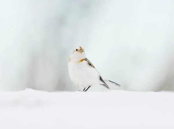 Полювання Сніг Plectrophenax Nvalis Стоїть Снігу Ранньою Весною — стокове фото