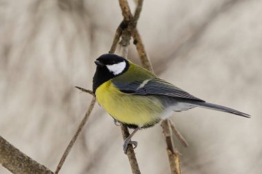 Great tit (Parus major) perched in the forest in early spring.