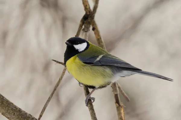 Great Tit Parus Major Perched Forest Early Spring — 图库照片