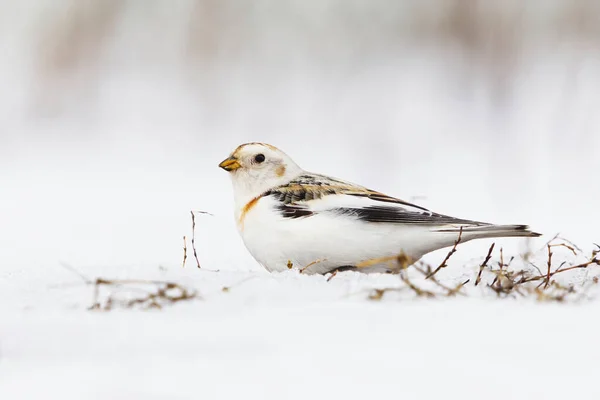 Kar Kiraz Kuşu Plectrophenax Nivalis Ilkbaharın Başında Karda Oturur — Stok fotoğraf