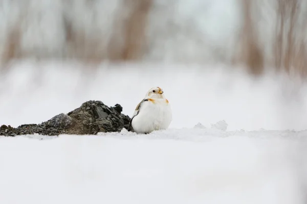 早春の雪の中に座っている雪のバンティング Plectrophenax Nivalis — ストック写真