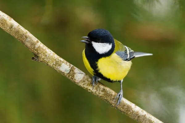 Great Tit Parus Major Perched Forest Early Spring — Zdjęcie stockowe