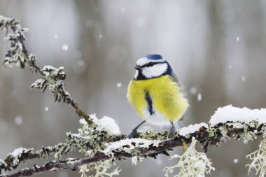 Eurasian blue tit (Cyanistes caeruleus) sitting on a branch in snowfall in early spring.