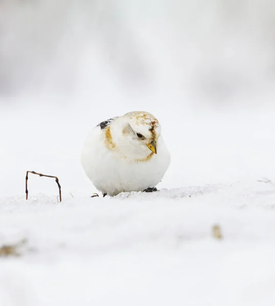 早春の食べ物を探して雪の中に座っている雪のバンティング Plectrophenax Nivalis — ストック写真