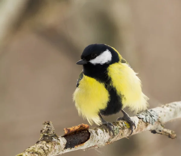 Great Tit Parus Major Perched Forest Early Spring — 图库照片