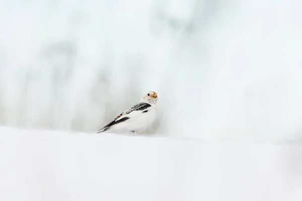 Schneeammer Plectrophenax Nivalis Vorfrühling Schnee Stehend — Stockfoto