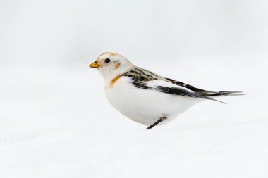 İlkbaharın başında karda duran kar kirazları (Plectrophenax nivalis). 