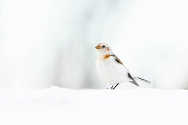 İlkbaharın başında karda duran kar kirazları (Plectrophenax nivalis). 