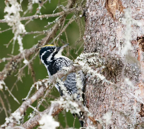 Eurasian Three Toed Woodpecker Picoides Tridactylus Male Forest Looking Food — Stock Photo, Image